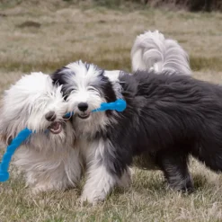 Kong Safestix Toy For Dogs - (color varies)