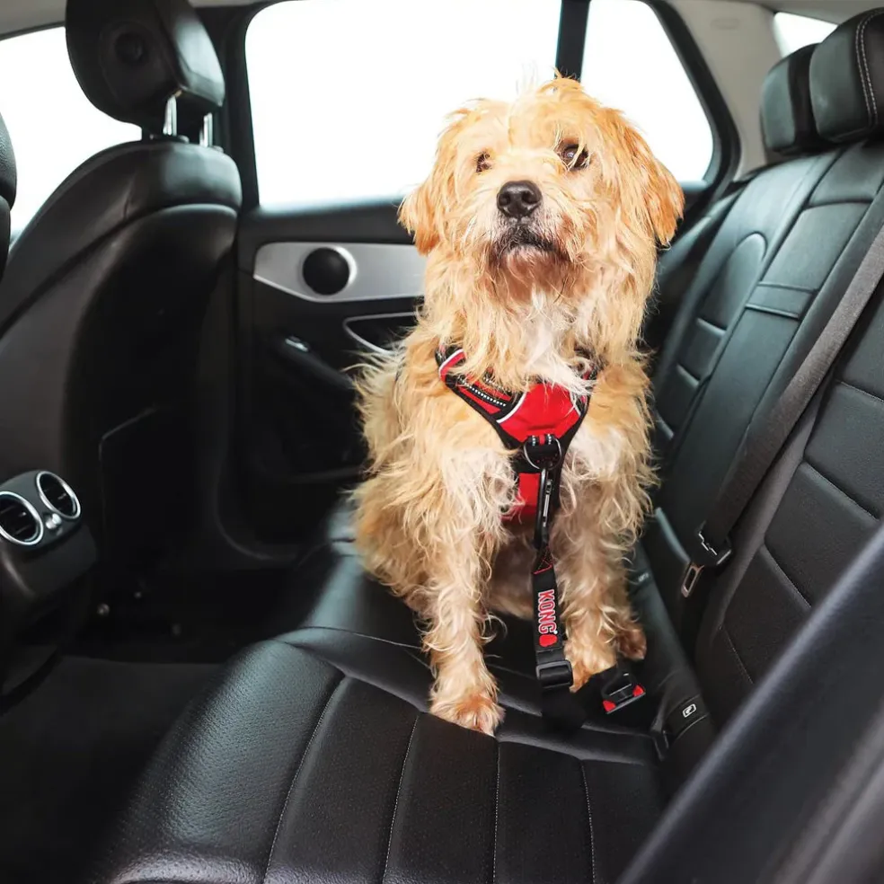 KONG Seat Belt Dog Tether