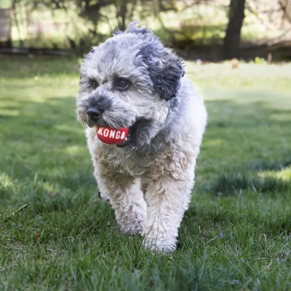 Kong Signature Red Ball Toy For Dogs
