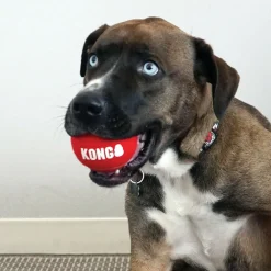 Kong Signature Sport Balls Toy For Dogs- Small (3 pack)