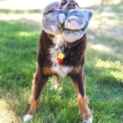 KONG Toughz Dog Toy