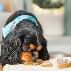 Lazy Dog Happy Birthday Pup-Pie for a Charming Boy Treats For Dogs (5 oz)
