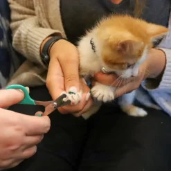 Li'l Pals Nail Trimmer For Kittens