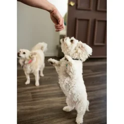 Loving Pets Houndations Lamb Flavor Dog Training Treats (4oz)