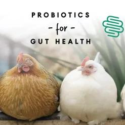 Manna Pro 16% Layer Pellets with Probiotics for Laying Hens (8 lb)