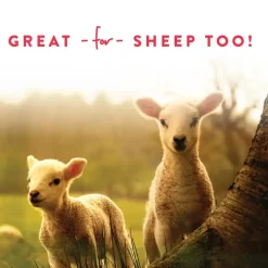 Manna Pro Treats +Probiotics for Goats (5 lb)