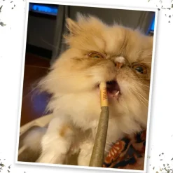 Meowijuana King Meowy J's Catnip Joints