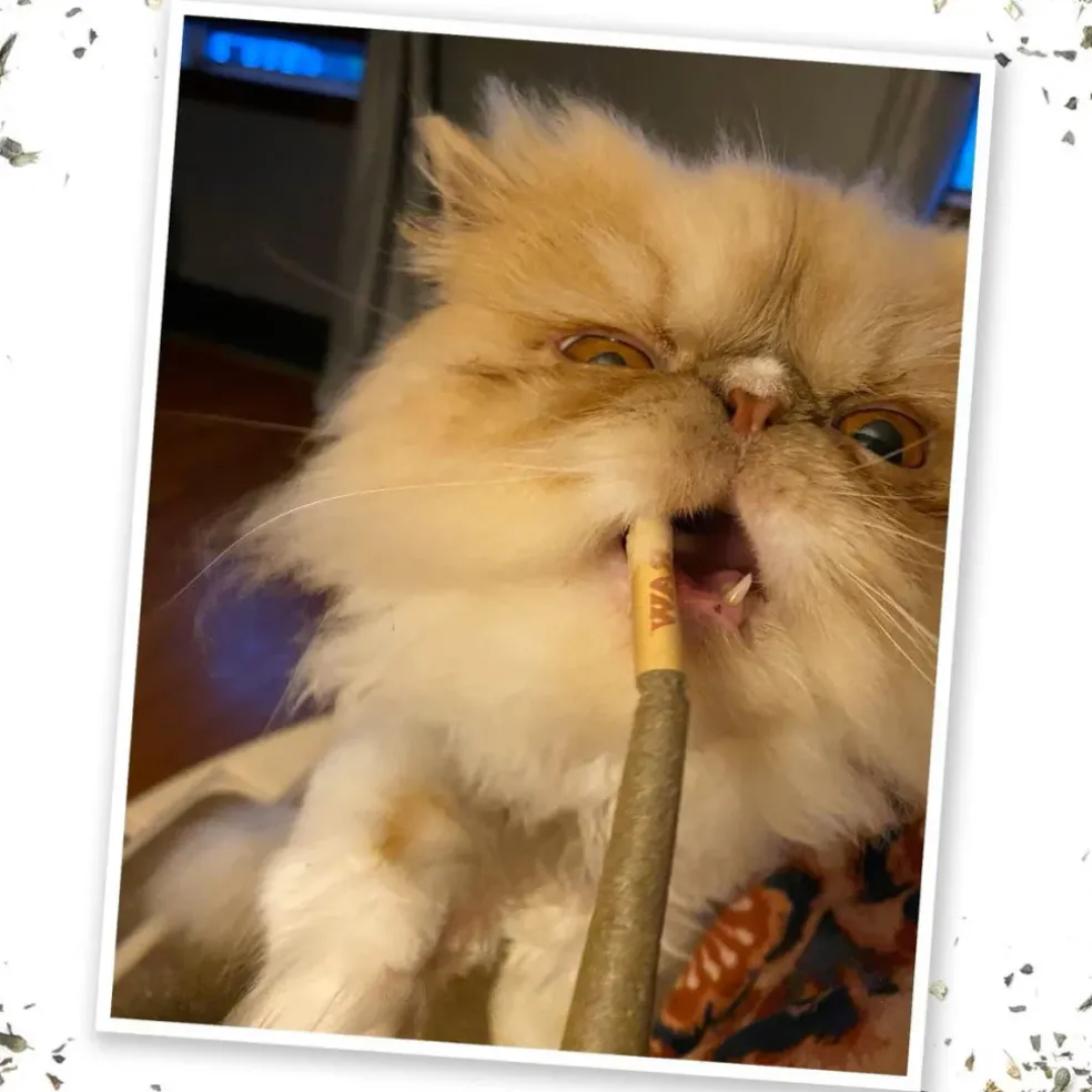 Meowijuana King Meowy J's Catnip Joints