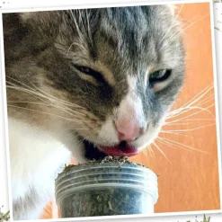 Meowijuana Meowi-Waui Ground Catnip & Catnip Buds (0.917 oz)