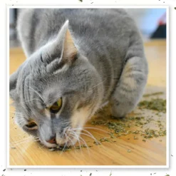 Meowijuana Purrple Passion Catnip & Silvervine Blend Catnip (0.917 oz)