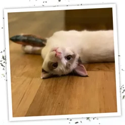 Meowijuana Refillable Get Smoked Fish Cat Toy with Refillable Catnip