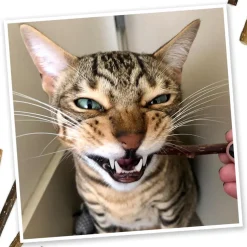 Meowijuana Silvervine Sticks for Cats (6 ct)