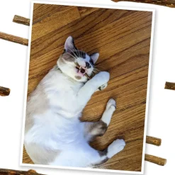 Meowijuana Silvervine Sticks for Cats (6 ct)