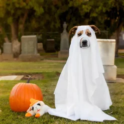 Multipet Halloween Lamb Chop Witch Hat Orange Dog Toy