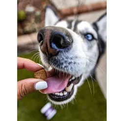 Natural Rapport The Only Digestive Support Soft Chews Dogs Need Digestive Supplement