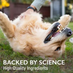 Nutramax Imuquin Immune Health Supplement Powder for Dogs, 30 Packets