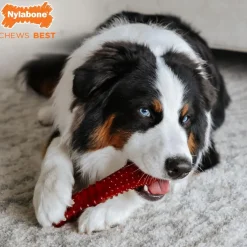 Nylabone Power Chew Basted Blast Dual Flavored Dog Chew Toys