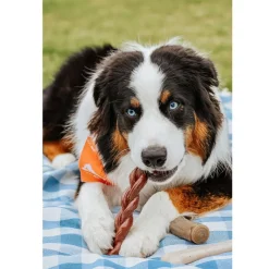 Nylabone Power Chew Braided Bully Stick Alternative Chew Toy for Dogs, Large