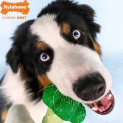 Nylabone Power Chew Broccoli Dog Toy, Bacon & Cheese Flavor, Large/Giant