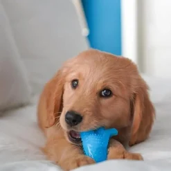 Nylabone Puppy Dental Dinosaur Chew Toy for Teething Puppies Chicken Flavor, Small/Regular