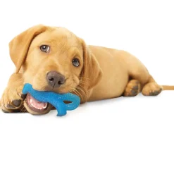 Nylabone Puppy Dental Dinosaur Chew Toy for Teething Puppies Chicken Flavor, Small/Regular
