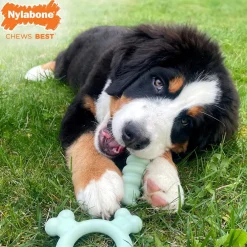 Nylabone Sensory Material Puppy Teething Ring Chicken Flavor, Small