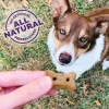Old Mother Hubbard Grain-Free Mini P-Nuttier 'N Nanners Peanut Butter & Banana Flavored Dog Treats, 16-oz