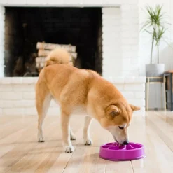 Outward Hound Fun Feeder Slo Bow Slow Feeder Dog Bowl, Purple Flower