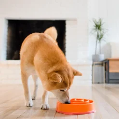 Outward Hound Fun Feeder Slo Bow Slow Feeder Dog Bowl, Orange Swirl