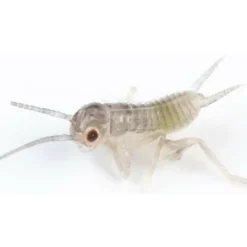 Ovipost Banded Adult Live Feed Crickets Reptile Food, Pinheads