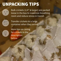 Ovipost Banded Adult Live Feed Crickets Reptile Food, Pinheads
