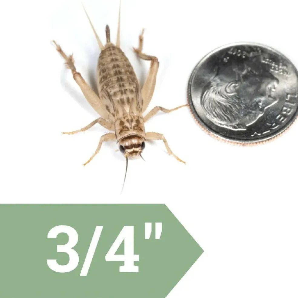 Ovipost Banded Adult Live Feed Crickets Reptile Food, Large, 3/4"