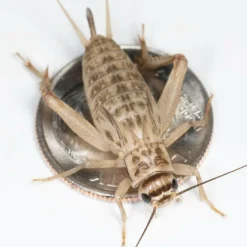 Ovipost Banded Adult Live Feed Crickets Reptile Food, Large, 3/4