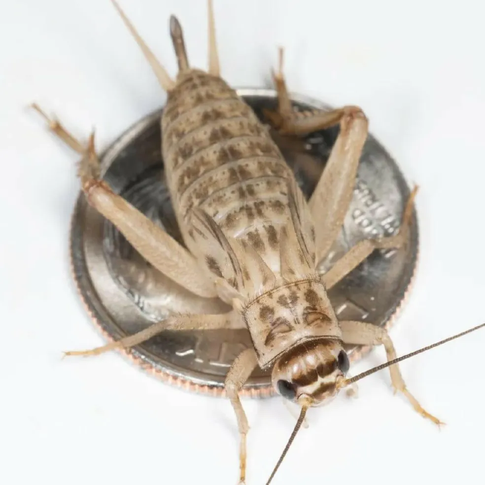 Ovipost Banded Adult Live Feed Crickets Reptile Food, Large, 3/4"