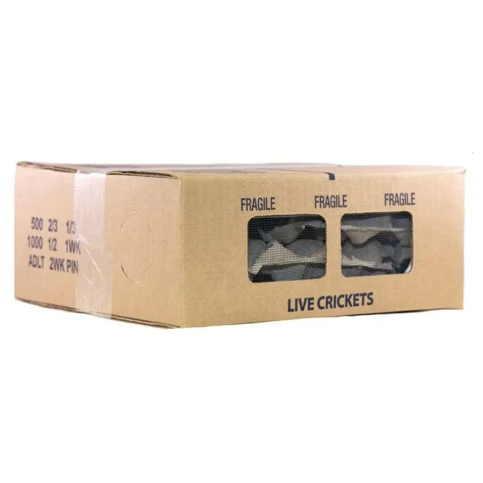 Ovipost Banded Adult Live Feed Crickets Reptile Food, Large, 3/4"
