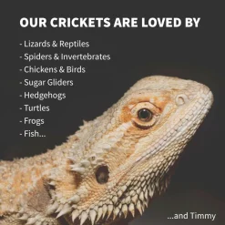 Ovipost Banded Adult Live Feed Crickets Reptile Food, Large, 3/4