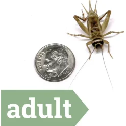 Ovipost Banded Adult Live Feed Crickets Reptile Food, Adult