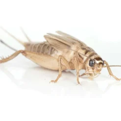 Ovipost Banded Adult Live Feed Crickets Reptile Food, Adult