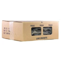 Ovipost Banded Adult Live Feed Crickets Reptile Food, Adult