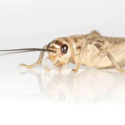 Ovipost Banded Adult Live Feed Crickets Reptile Food, Medium, 1/2"