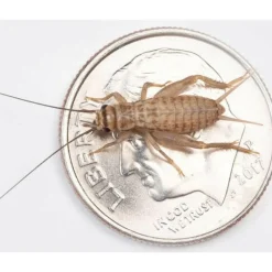 Ovipost Banded Adult Live Feed Crickets Reptile Food, Medium, 1/2