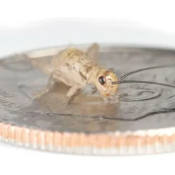 Ovipost Banded Adult Live Feed Crickets Reptile Food, Small, 1/4