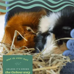Oxbow Animal Health Organic Meadow Hay