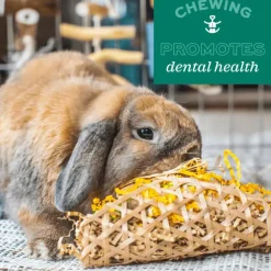 Oxbow Enriched Life Celebration Party Pack Small Animal Chews (5 pack)