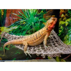 Penn-Plax Reptology Natural Lizard Lounger