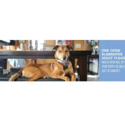 PetArmor CapAction Oral Flea Treatment Tabs For Dogs >25LB (6 Count)