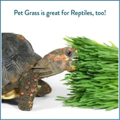 Pet Greens Garden Pet Grass Self-Grow Kit Organic Wheatgrass, 3-oz