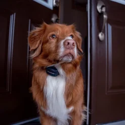 PetSafe Audible Bark Collar with Soundburst Technology