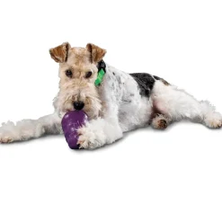 Petsafe Busy Buddy Squirrel Dude Treat Dispenser Dog Chew Toy