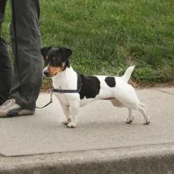 PetSafe Deluxe Easy Walk No Pull Dog Harness, Steel/Black